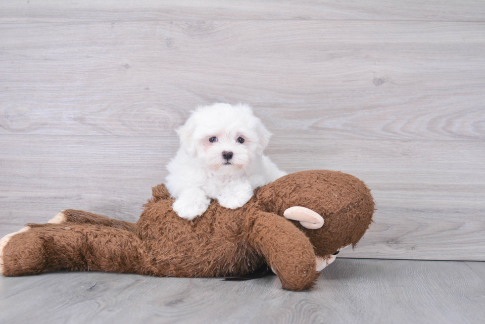 Petite Maltese Purebred Puppy