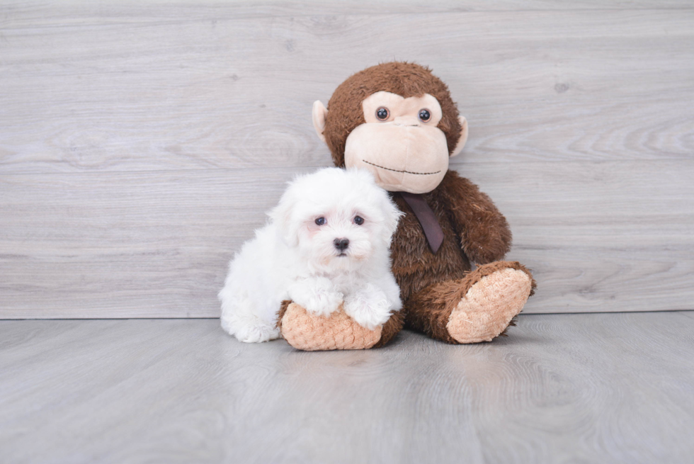 Small Maltese Baby