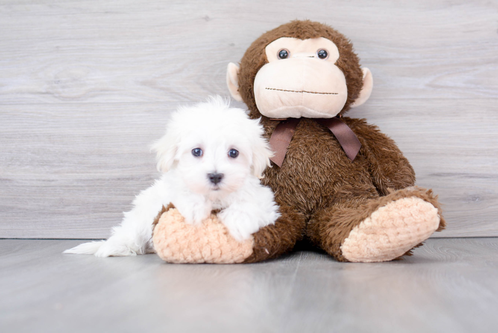 Maltese Puppy for Adoption