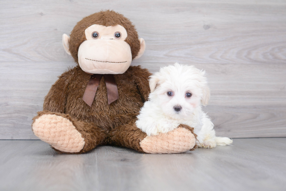 Energetic Maltese Purebred Puppy