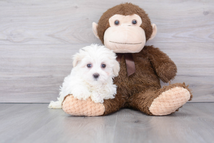 Maltese Pup Being Cute