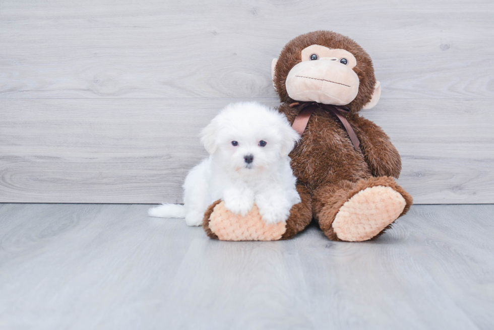 Hypoallergenic Maltese Purebred Pup