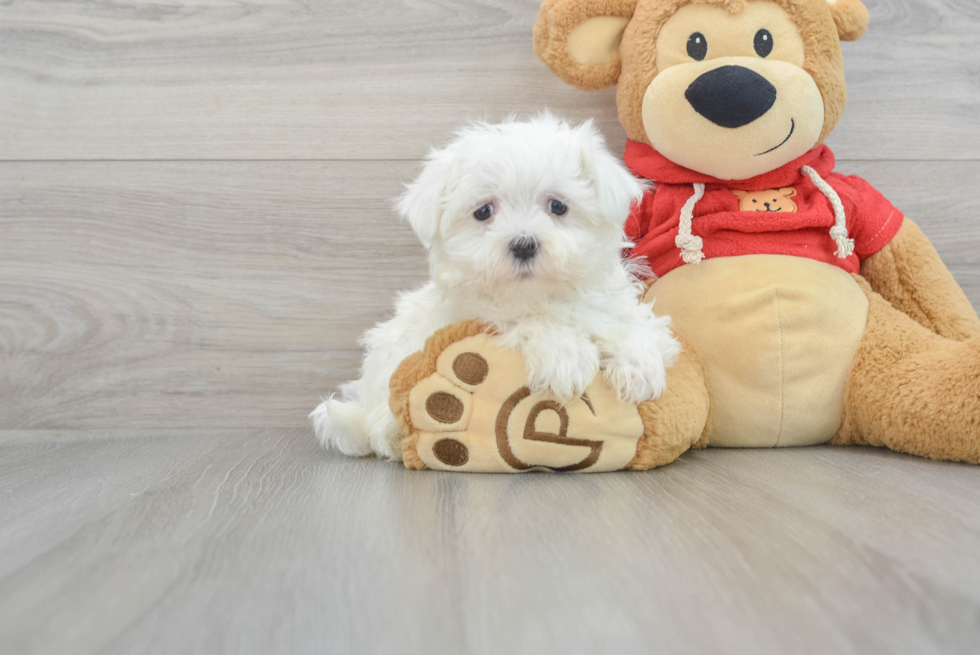 Hypoallergenic Maltese Casper 2lb 3oz Purebred Puppy