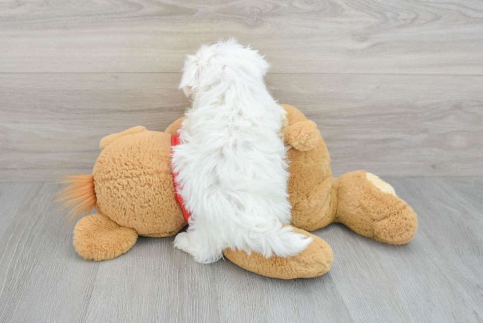 Hypoallergenic Maltese Casper 2lb 3oz Purebred Puppy