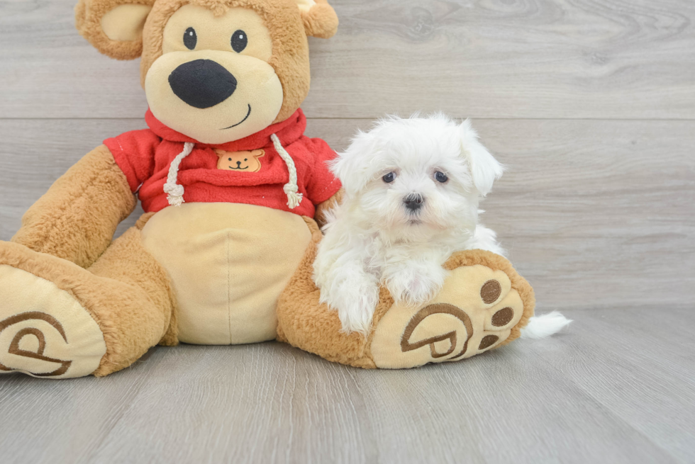 Hypoallergenic Maltese Casper 2lb 3oz Purebred Puppy