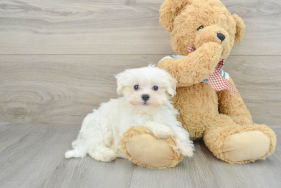 Maltese Pup Being Cute