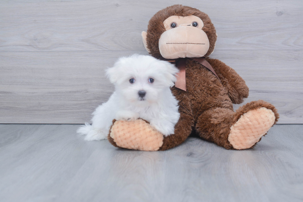 Petite Maltese Purebred Puppy