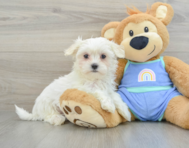 9 week old Maltese Puppy For Sale - Premier Pups
