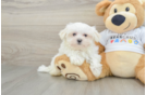 Maltese Puppy for Adoption