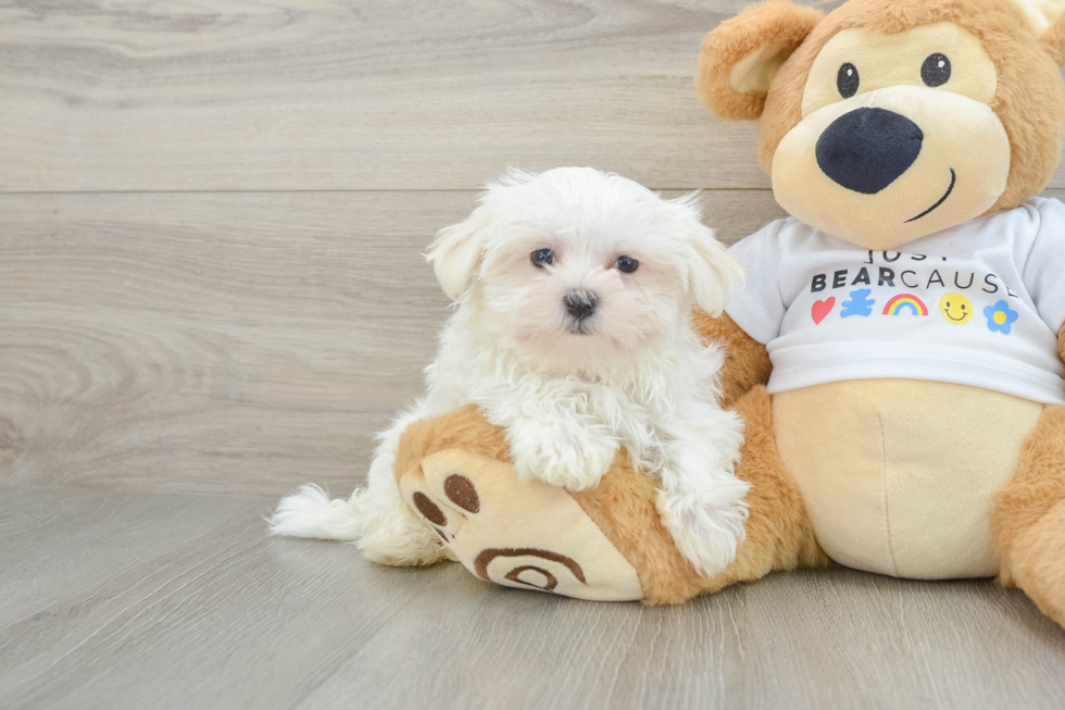 Maltese Puppy for Adoption