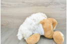 Energetic Maltese Purebred Puppy