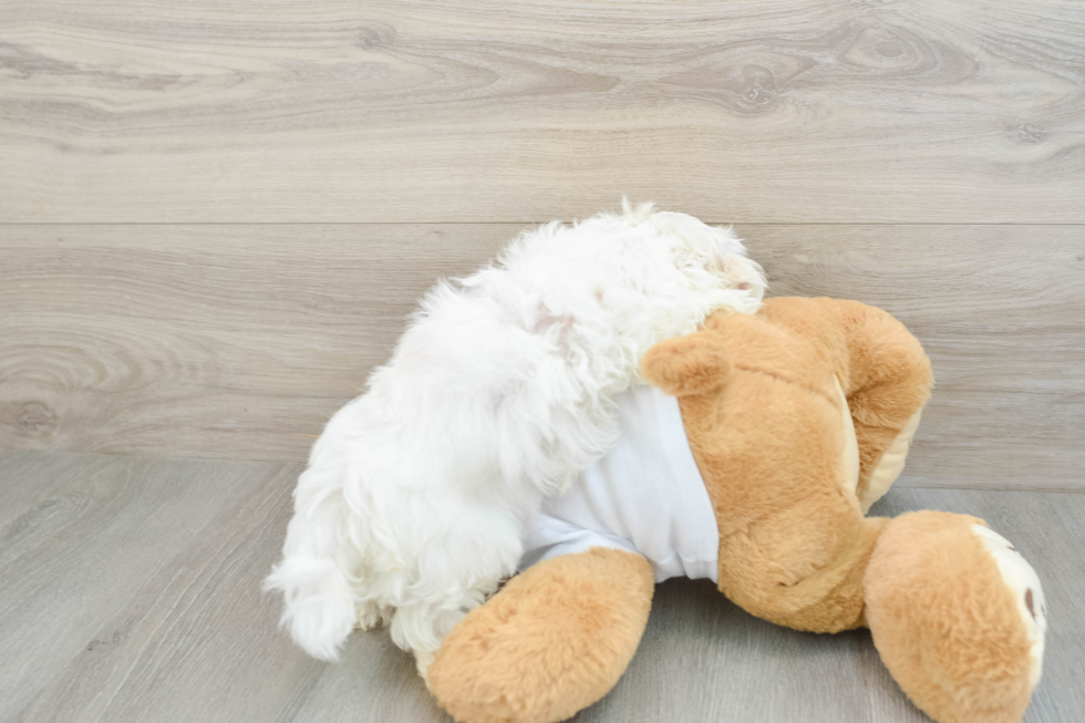 Energetic Maltese Purebred Puppy