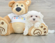 9 week old Maltese Puppy For Sale - Premier Pups