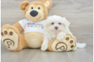 Friendly Maltese Purebred Pup