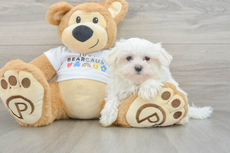 Friendly Maltese Purebred Pup