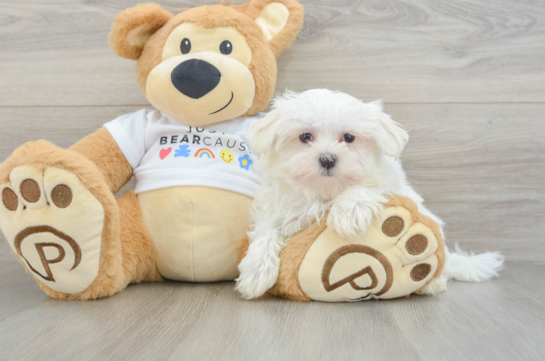 Friendly Maltese Purebred Pup