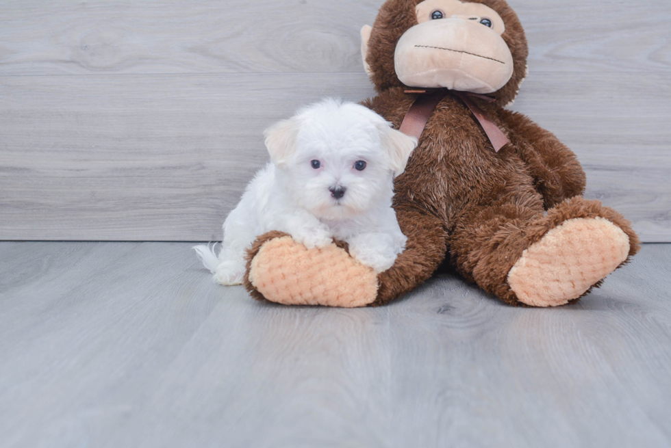 Maltese Pup Being Cute