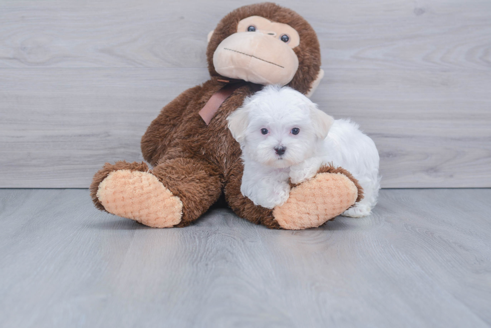 Maltese Pup Being Cute