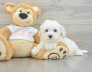 8 week old Maltese Puppy For Sale - Premier Pups