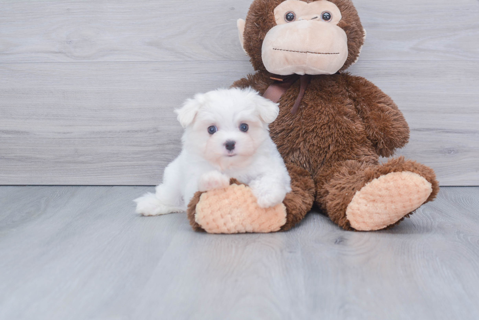 Maltese Pup Being Cute