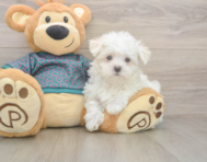 8 week old Maltese Puppy For Sale - Premier Pups