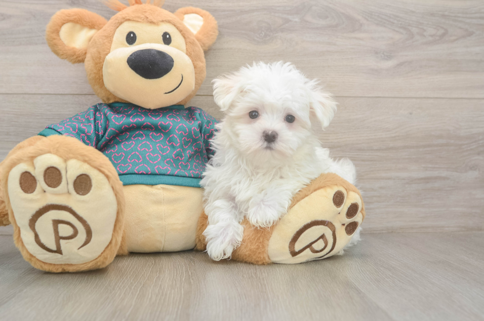 8 week old Maltese Puppy For Sale - Premier Pups