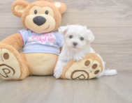 7 week old Maltese Puppy For Sale - Premier Pups