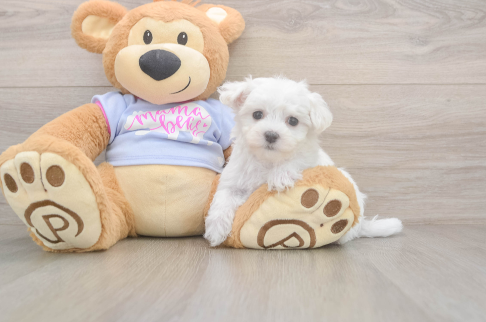 8 week old Maltese Puppy For Sale - Premier Pups