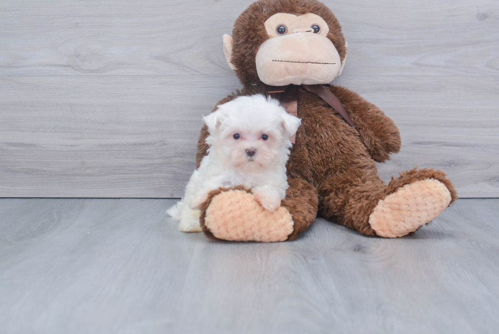 Little Maltese Baby