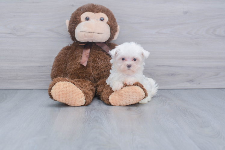 Energetic Maltese Purebred Puppy