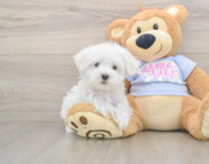 7 week old Maltese Puppy For Sale - Premier Pups