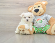 7 week old Maltese Puppy For Sale - Premier Pups