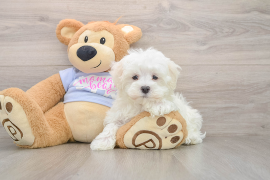 Akc Registered Maltese Purebred Pup