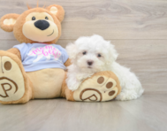 7 week old Maltese Puppy For Sale - Premier Pups