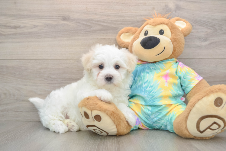 Best Maltese Baby