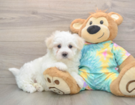 7 week old Maltese Puppy For Sale - Premier Pups
