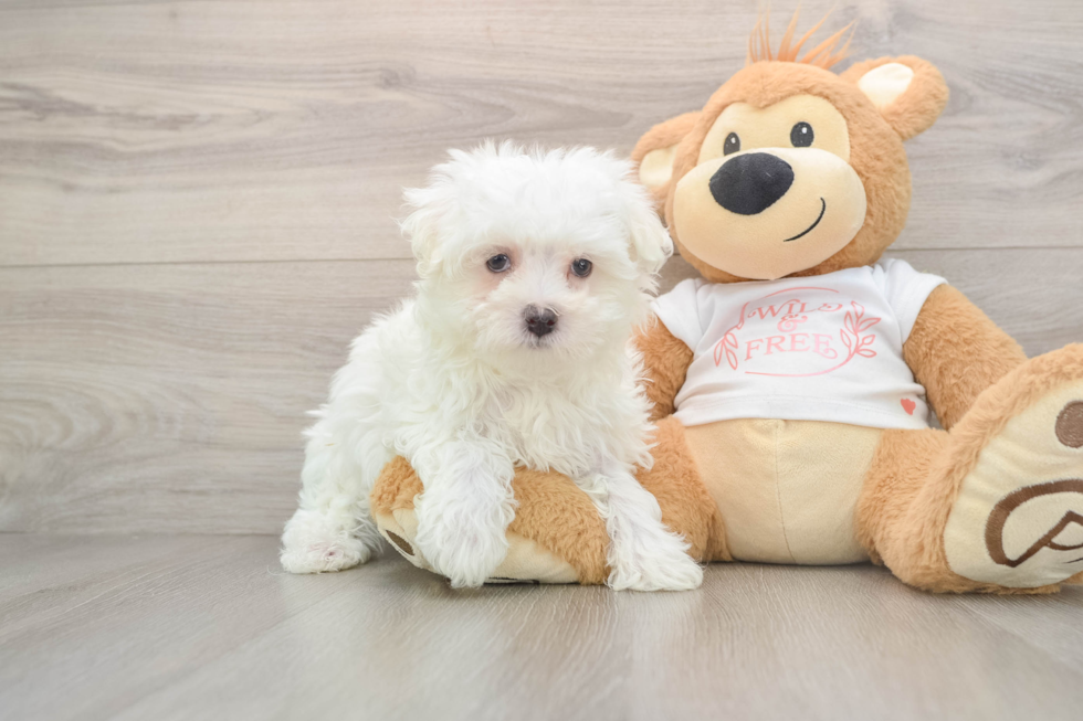 Maltese Puppy for Adoption