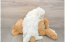 Maltese Puppy for Adoption