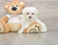 7 week old Maltese Puppy For Sale - Premier Pups