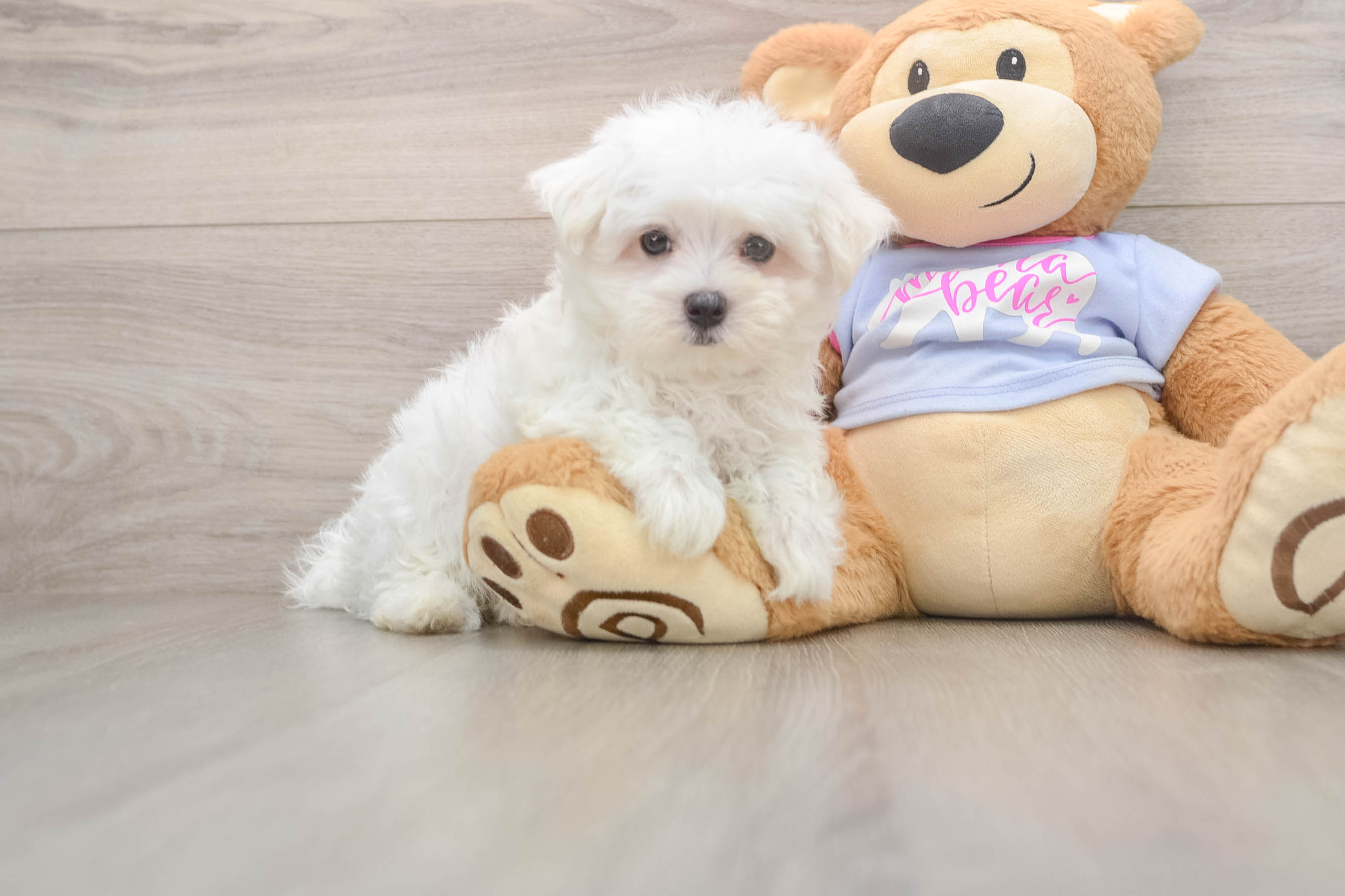 Maltese Puppy for Adoption