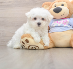 7 week old Maltese Puppy For Sale - Premier Pups
