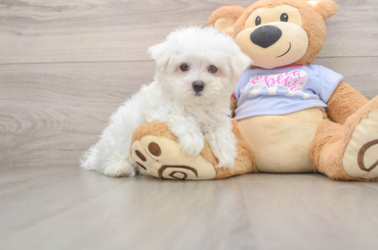 CASPER, a Maltese littermate
