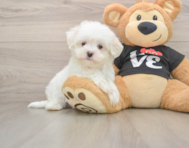 7 week old Maltese Puppy For Sale - Premier Pups