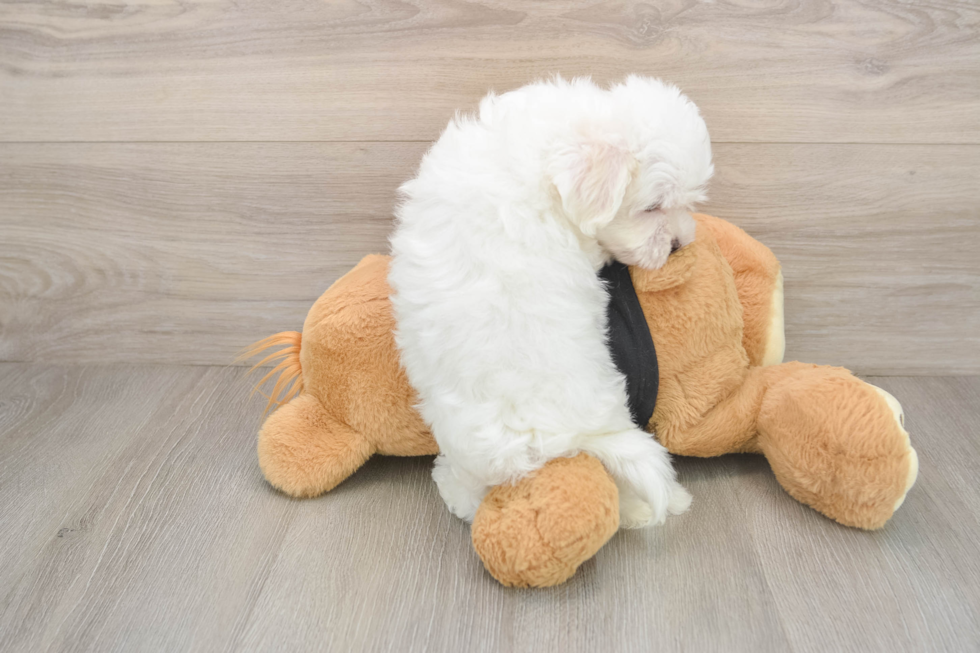 Maltese Puppy for Adoption