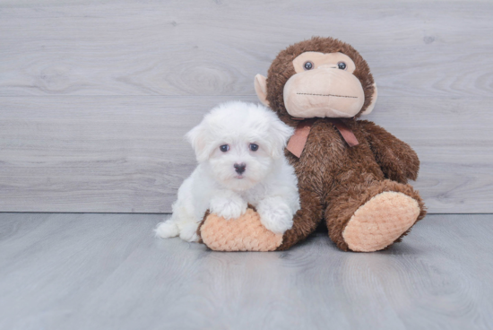 Playful Maltese Purebred Pup