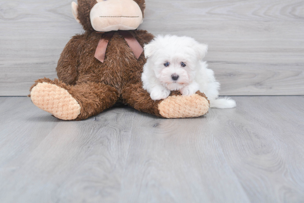 Friendly Maltese Purebred Pup