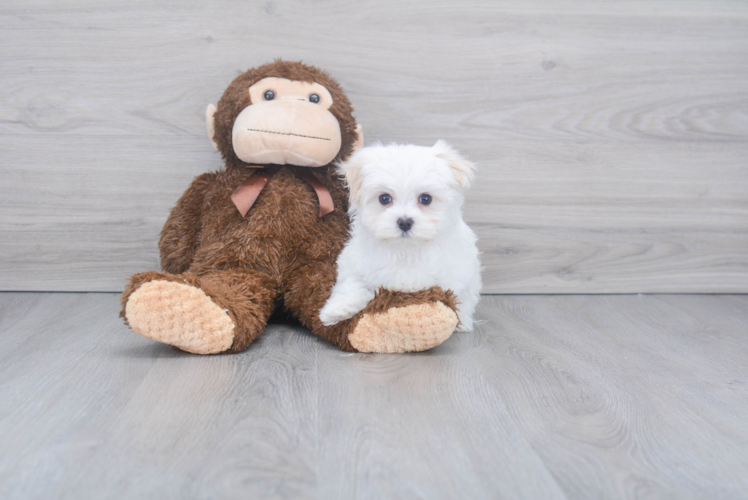 Little Maltese Purebred Pup
