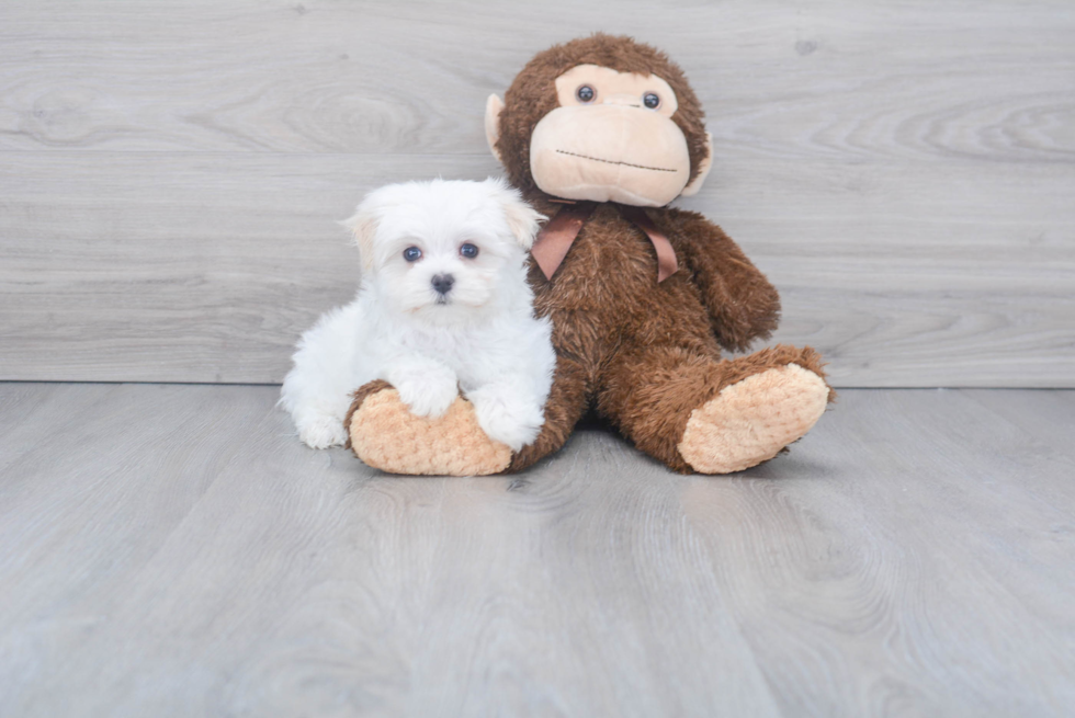 Funny Maltese Purebred Pup