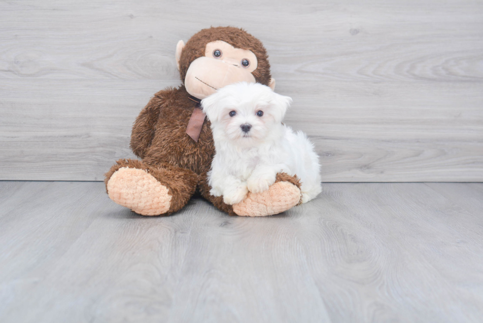 Maltese Pup Being Cute