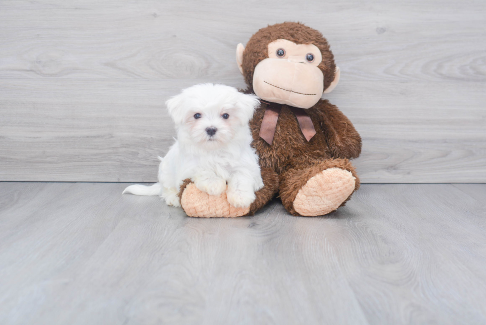 Happy Maltese Purebred Puppy